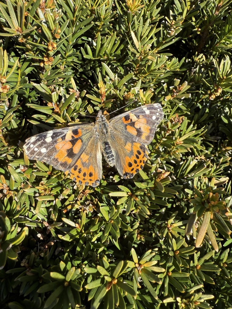 butterfly on bush after release