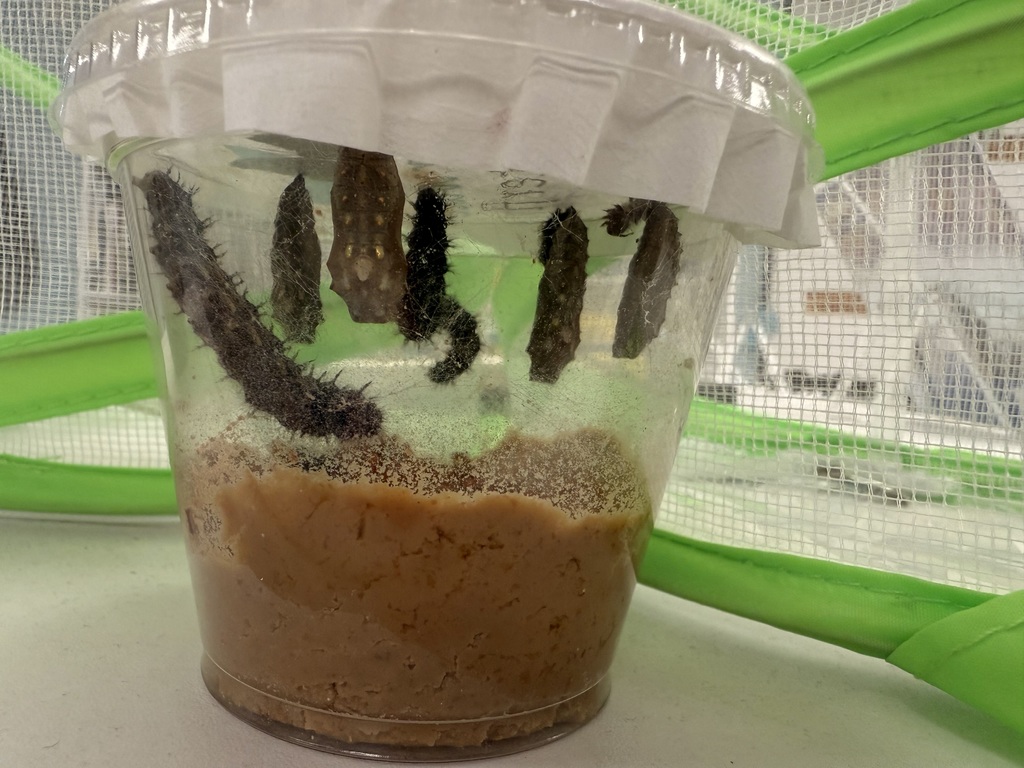 caterpillars in the starting container