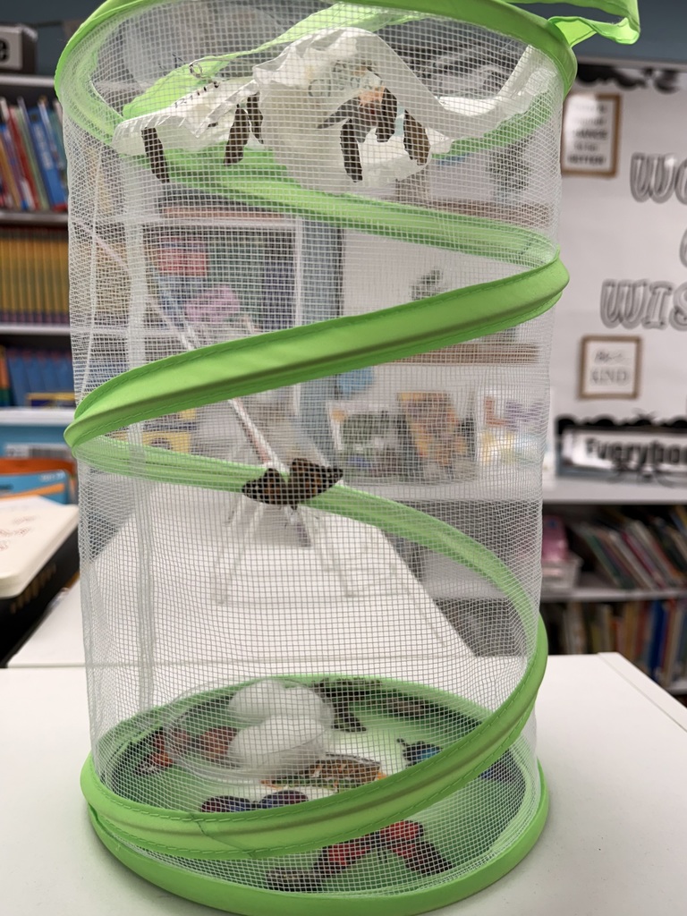 butterfly netting with chrysalis