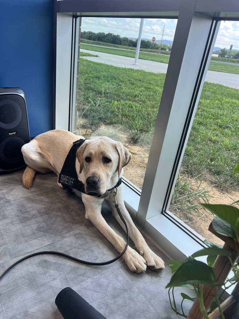 K-9 Rugby sitting in the office