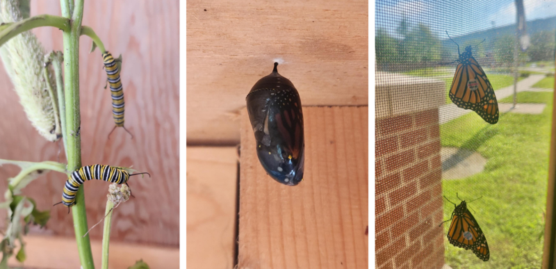 Butterflies at Blue Ridge