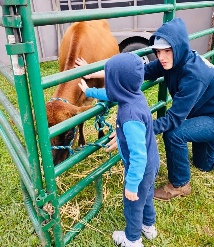 student petting a cow