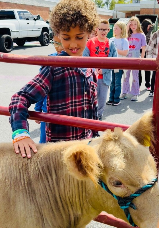 student petting a cow