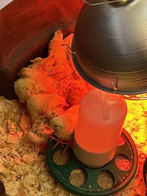 Baby chicks snuggled under a heat light