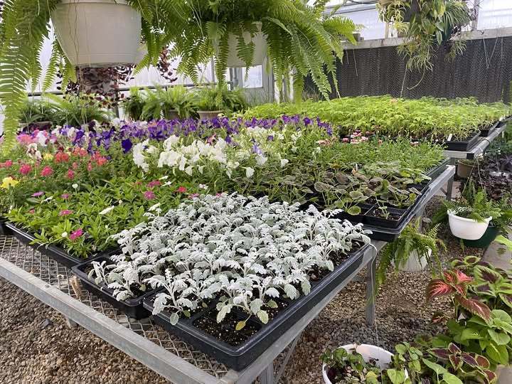 Greenhouse