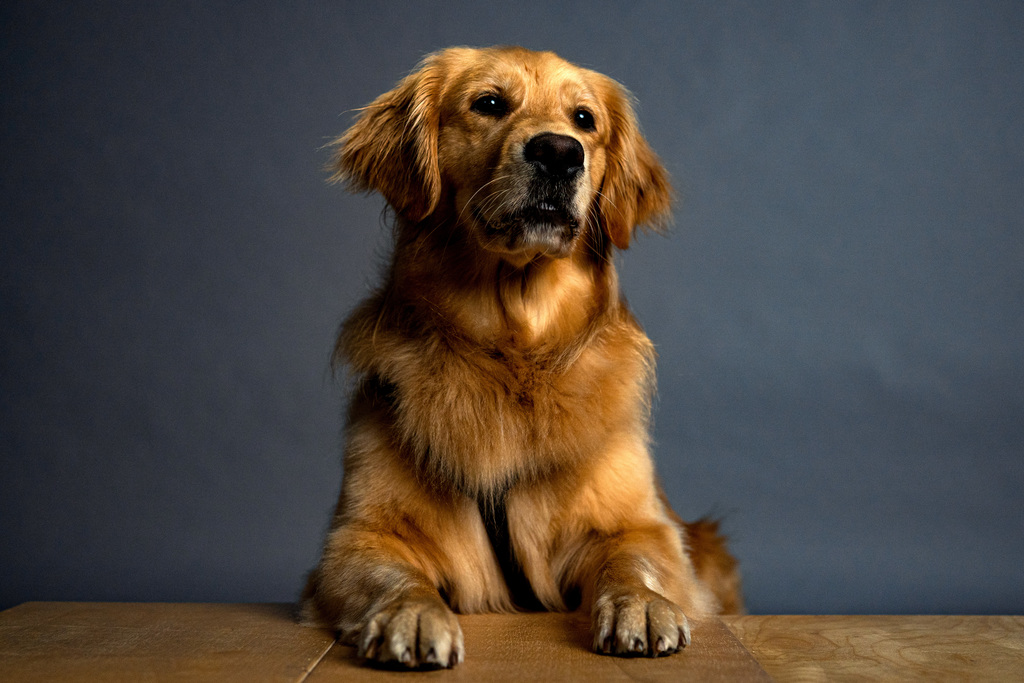 Facility dog posing