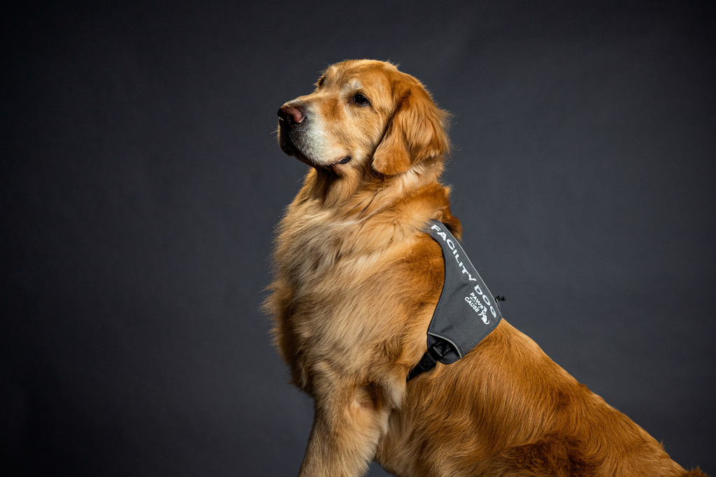 Facility dog posing
