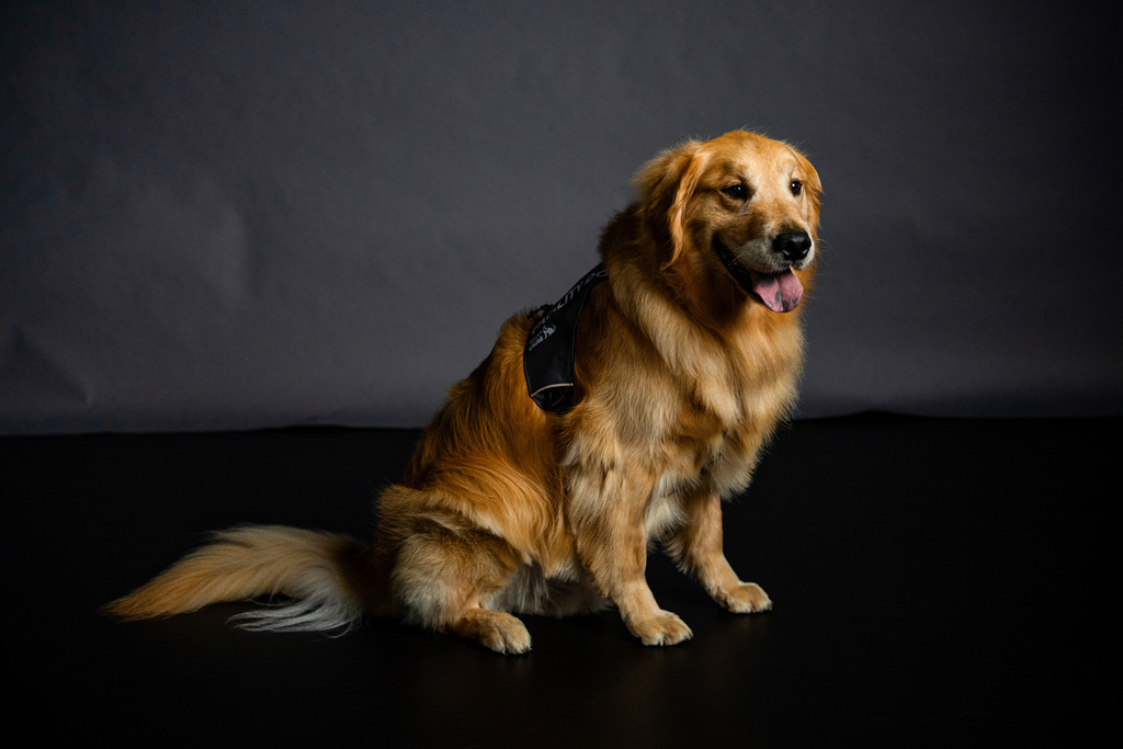 Facility dog posing