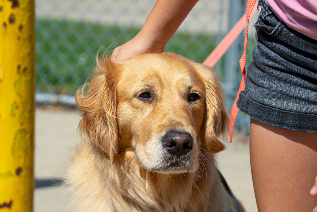 Facility dogs at school