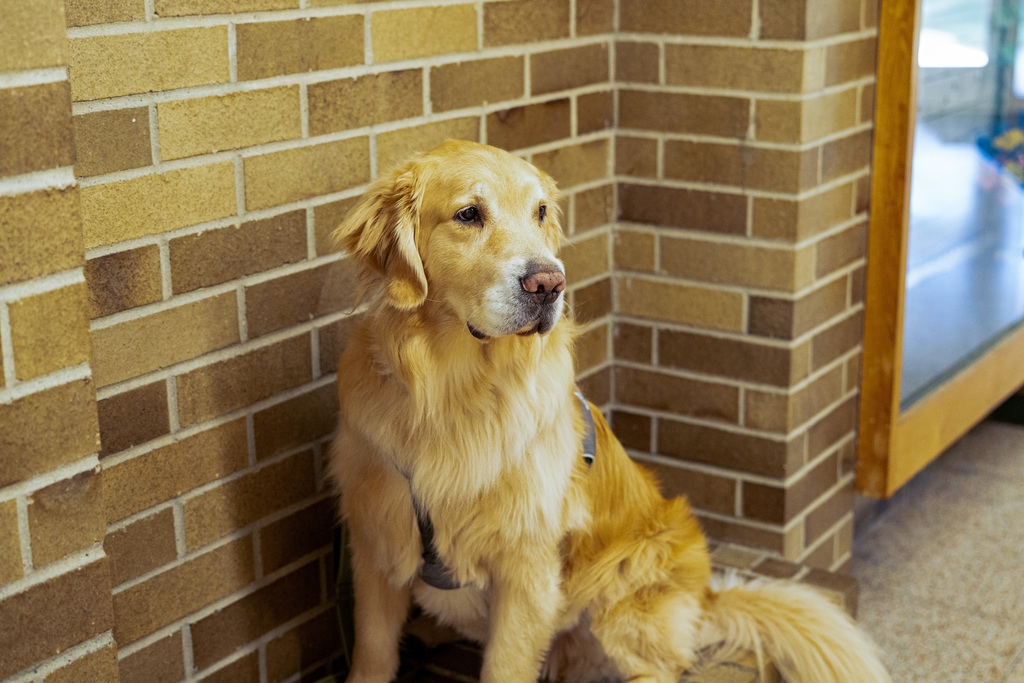 Facility dogs at school