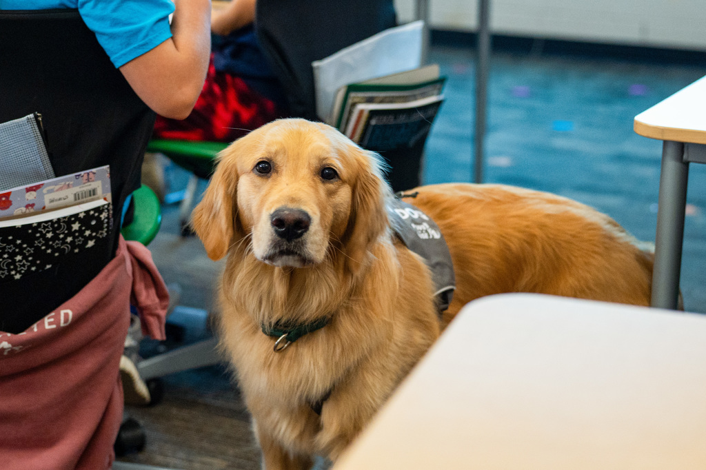 Facility dogs at school