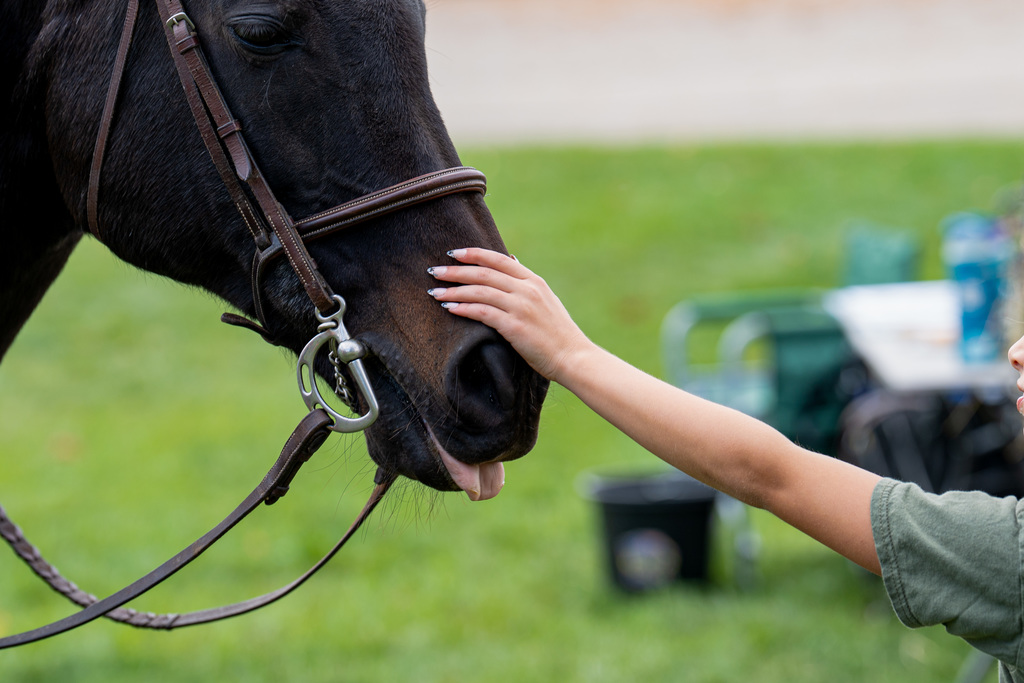 Student petting horse