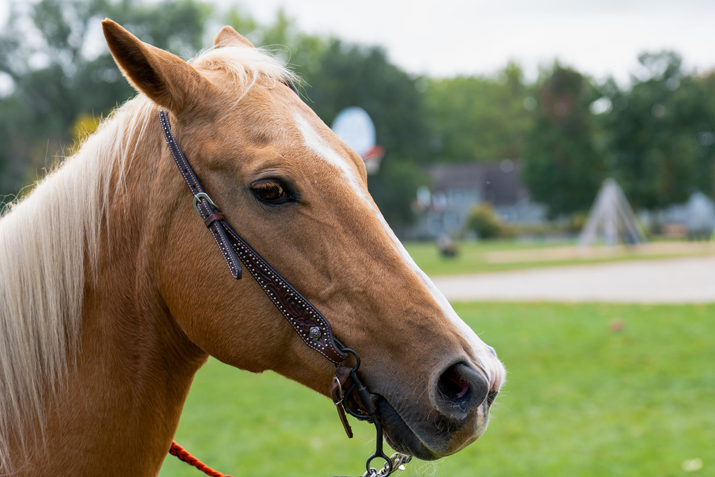 Horse posing