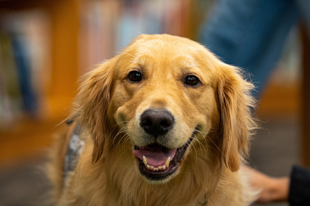 Facility dog posing