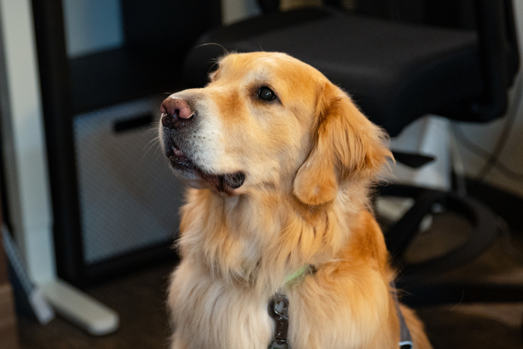 Facility dog posing