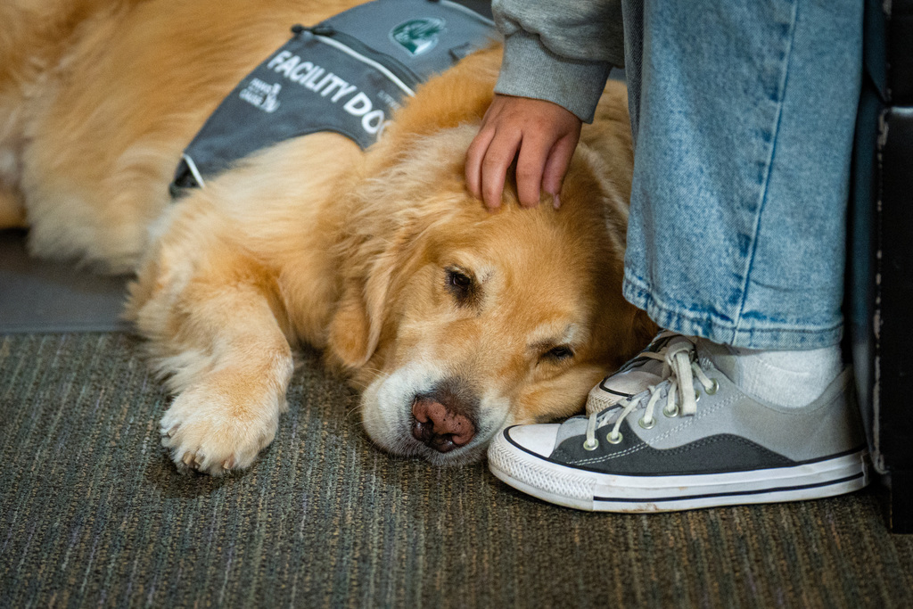 Facility dog resting