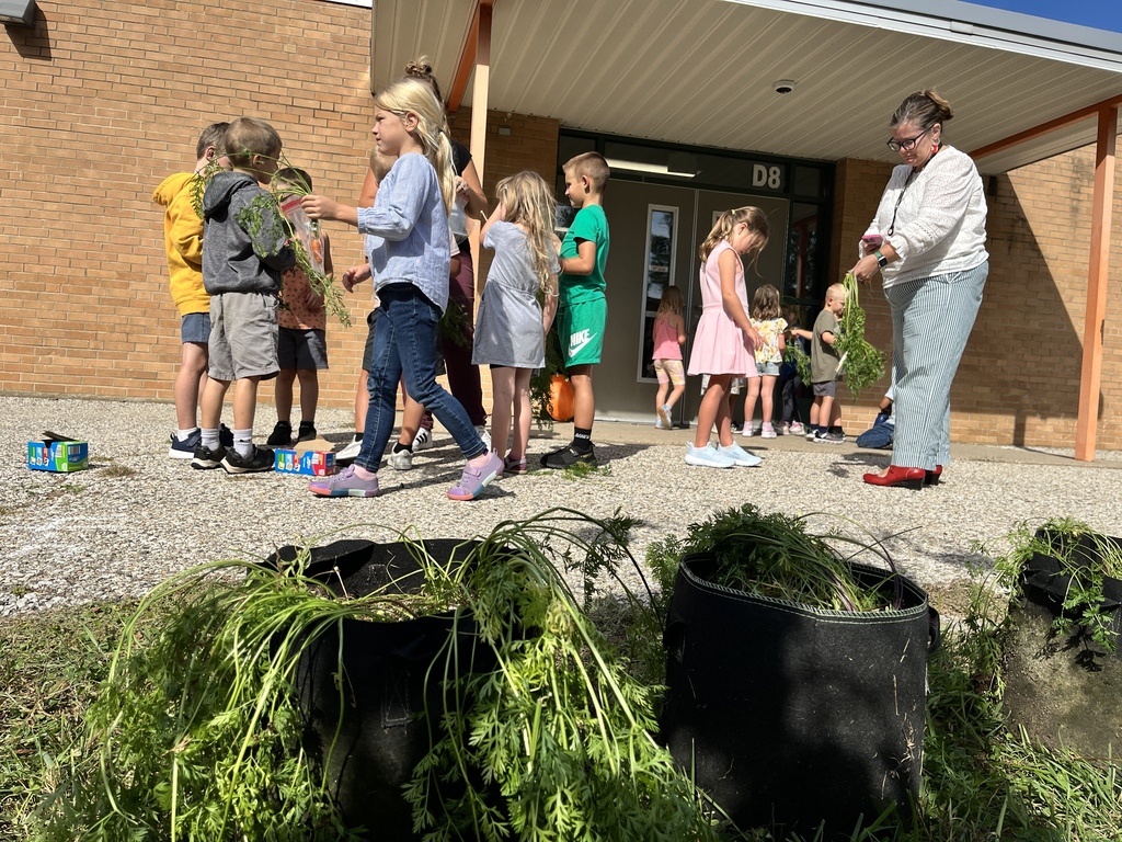 Kindergarten students picking carrots