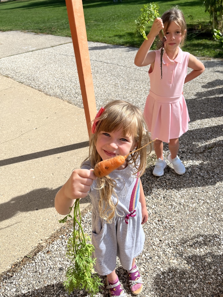 Kindergarten student picking carrot