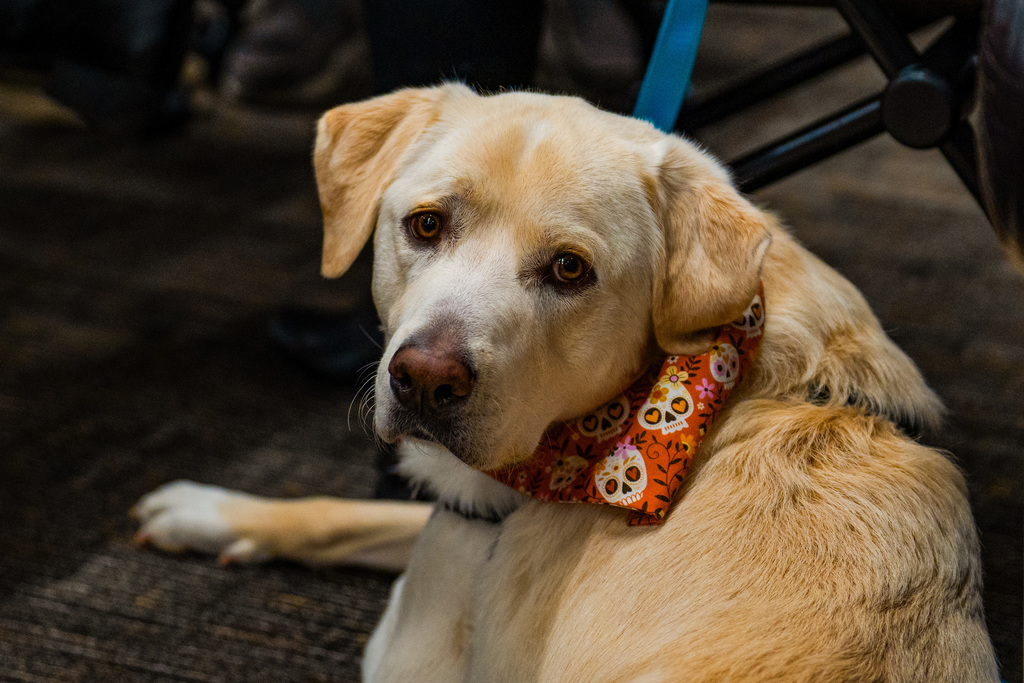 Dog at Intergenerational Interview Day