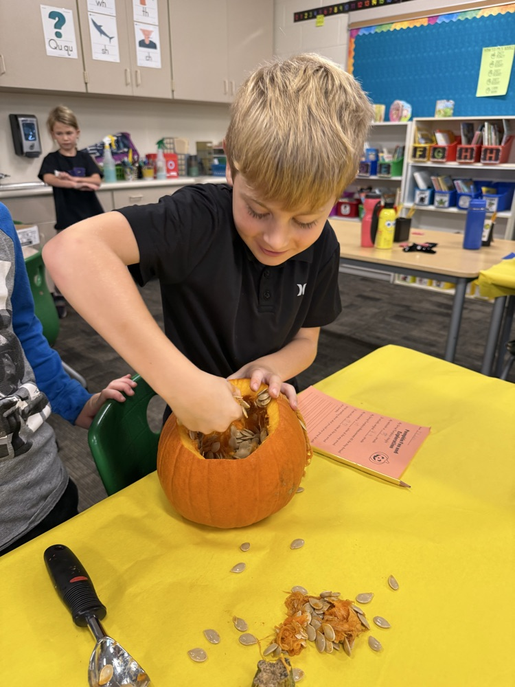 Student gutting pumpkin