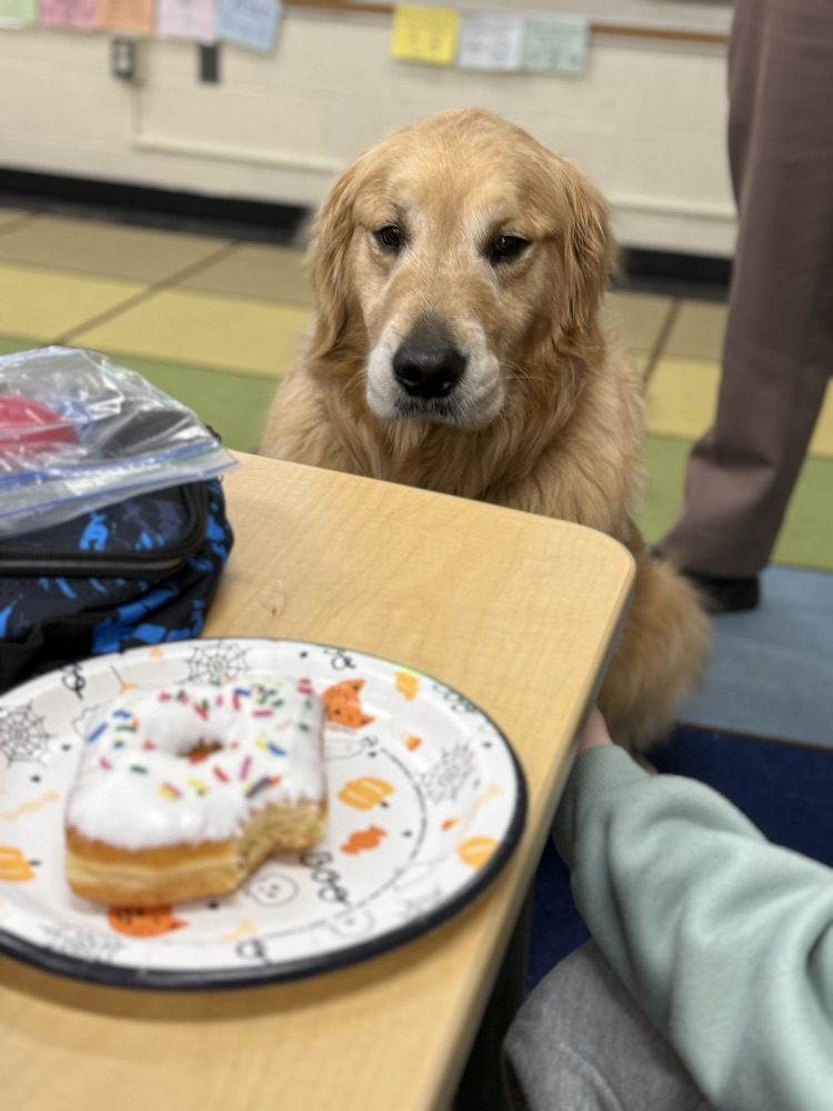 dog looking at doughnut 