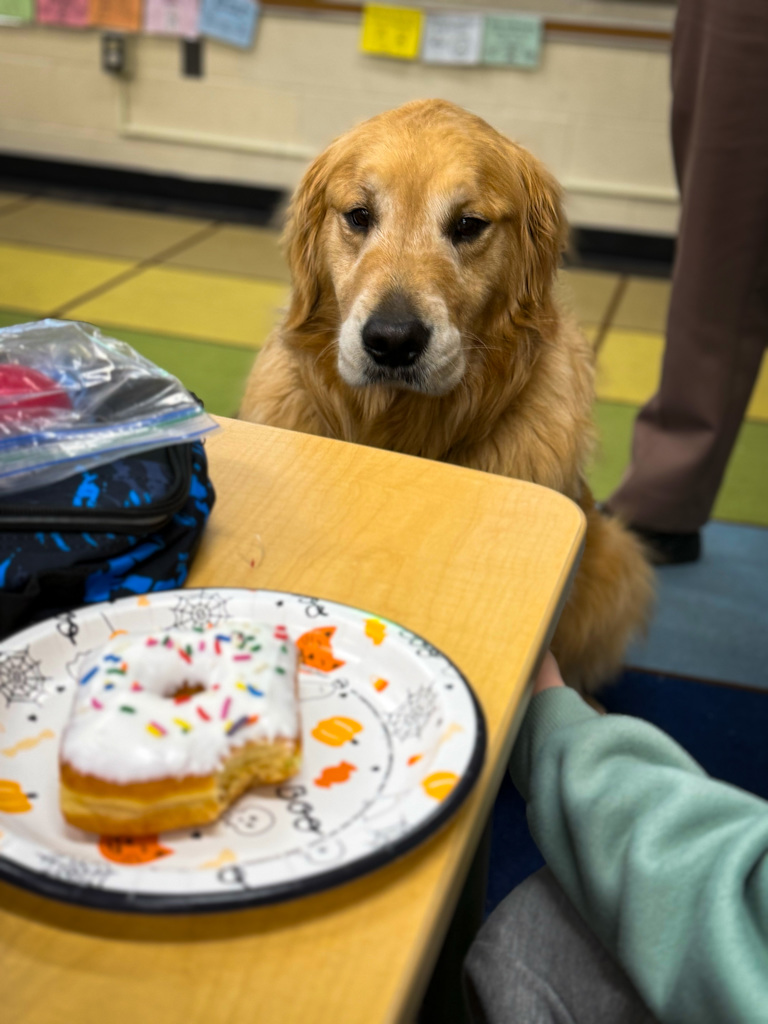 Facility dog looking at donut