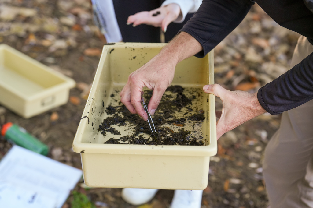 Students and staff examine soil with tweezers in a yellow container, with a small white box and a green bottle nearby.