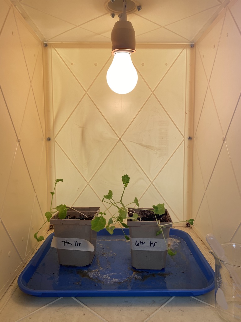 radish science
