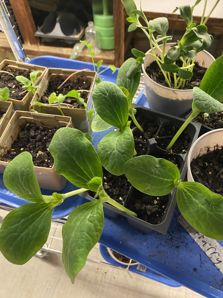 greenhouse