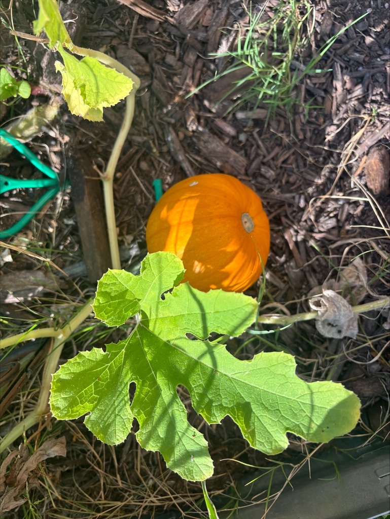 Baker's garden