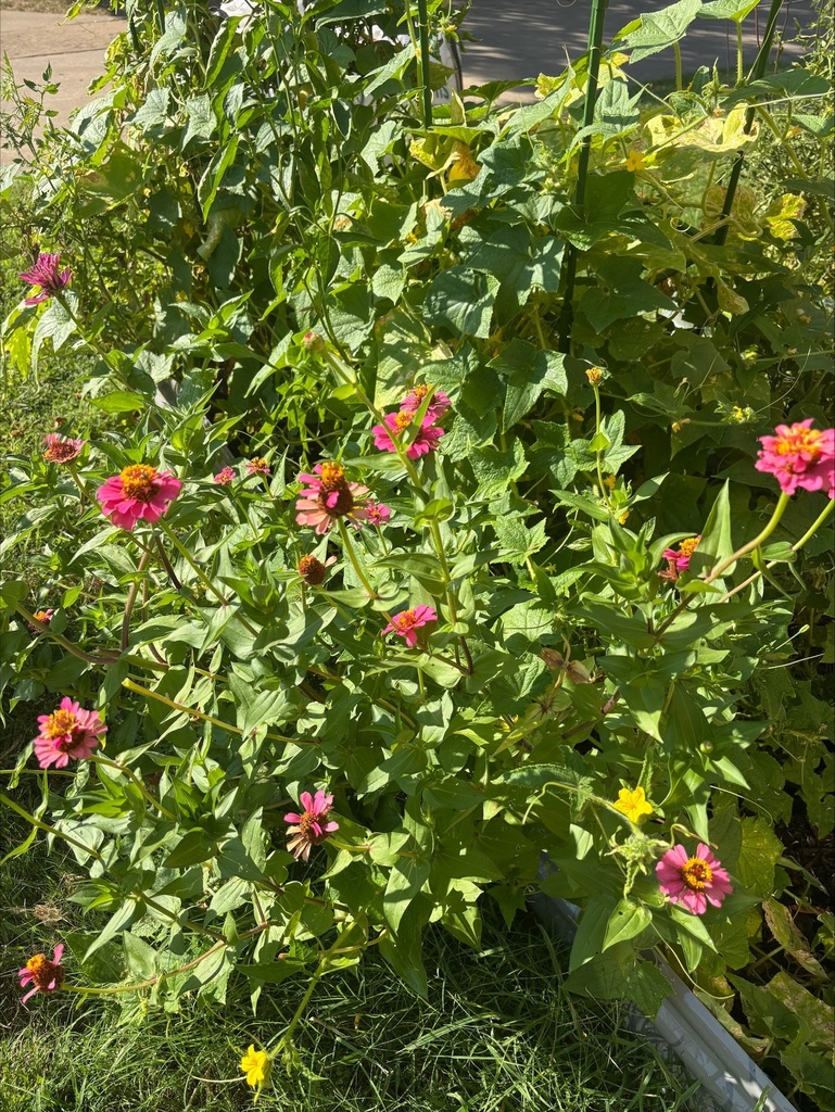 Baker's garden