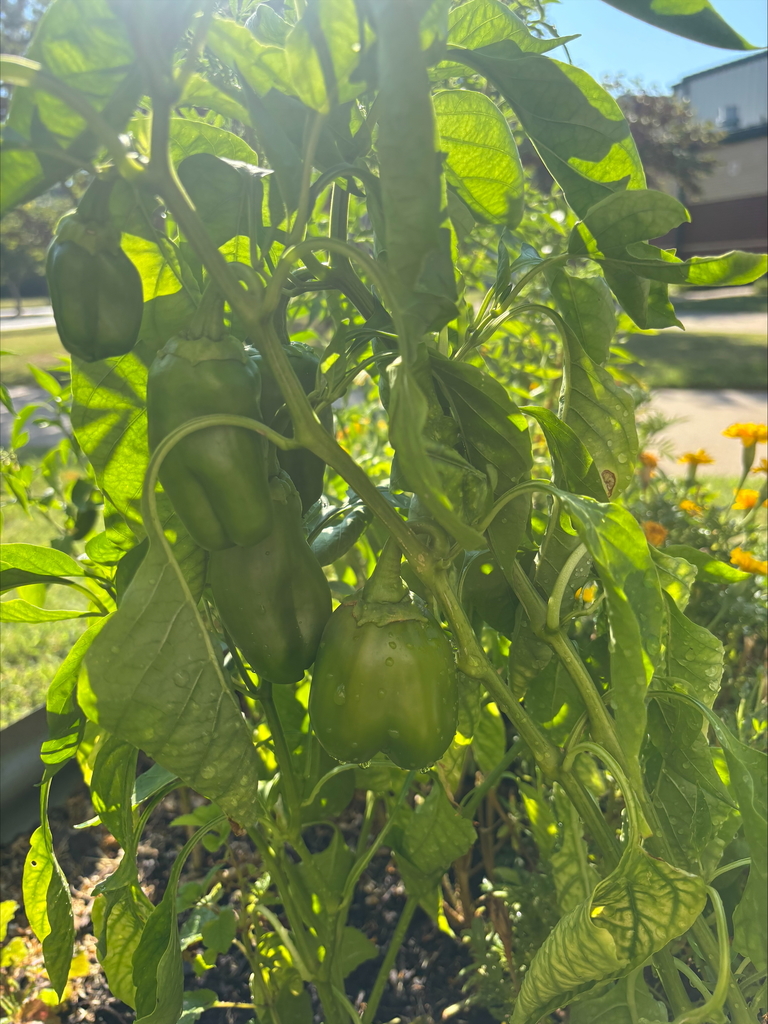 Baker's garden