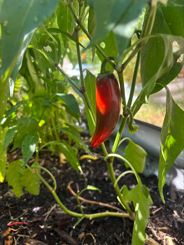 Baker's garden