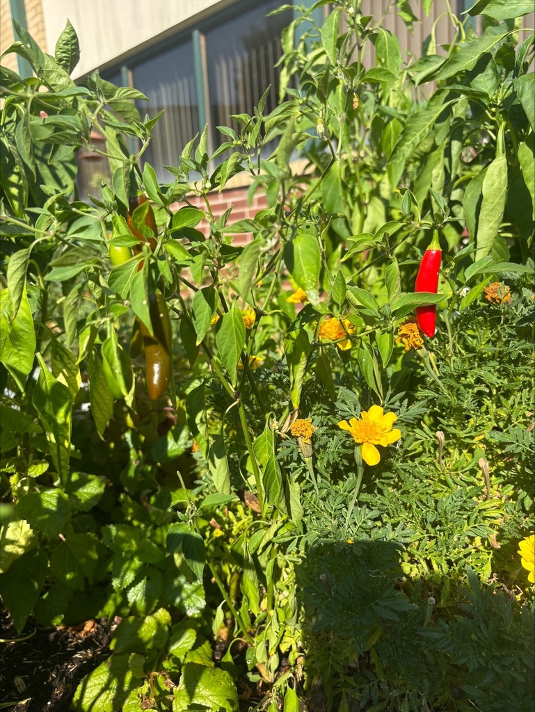 Baker's garden