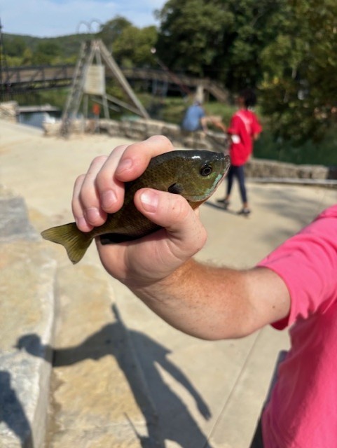 fish at Jenks Wild