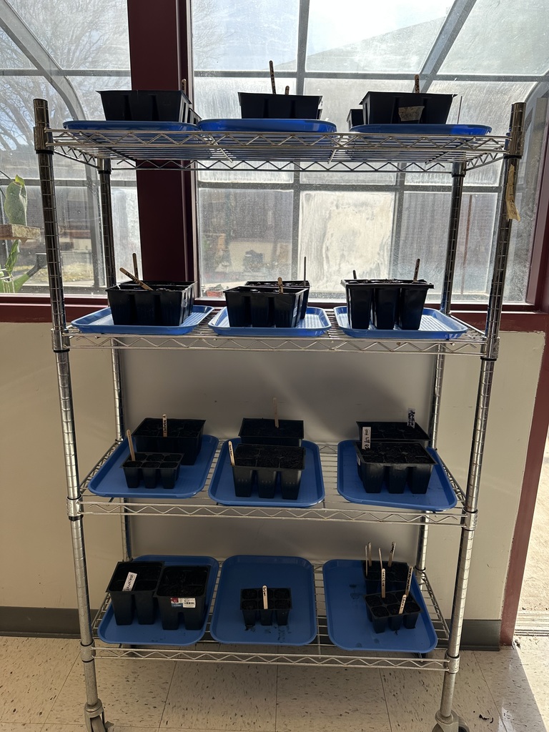 trays of seedling platns