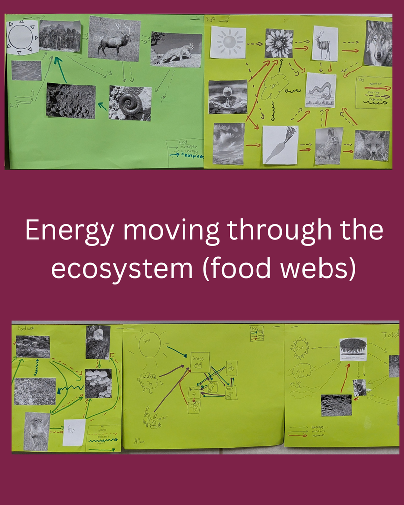 Picture of students work displayed in the hallway.  Text says "Energy moving through the ecosystem (food webs)"