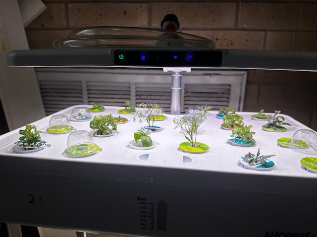 sprouts for the gardening club