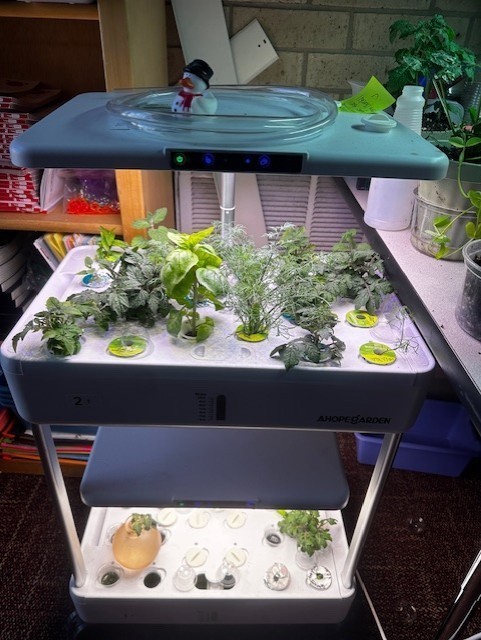 sprouts for the gardening club