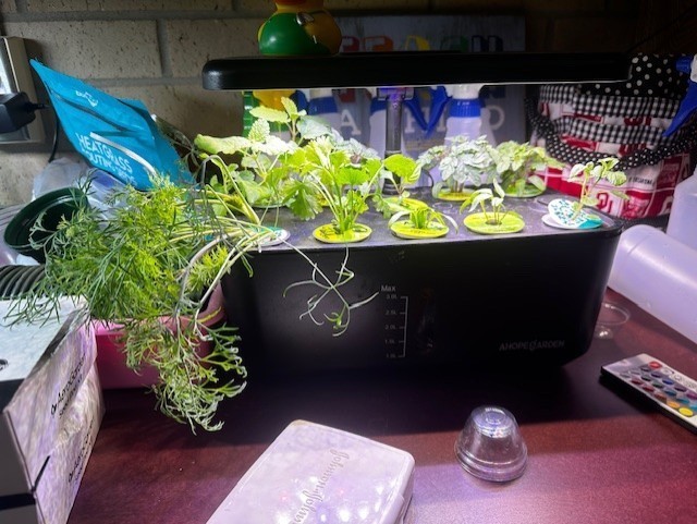 sprouts of herbs for gardening club