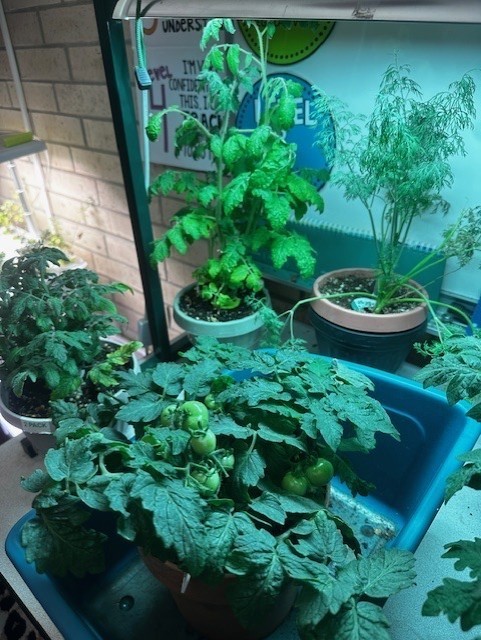 tomato plants for gardening club