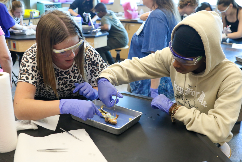 a student showing her peer where to cut on the frog