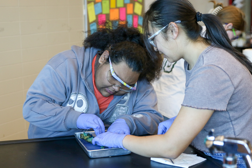 a student letting her peer cut open the frog
