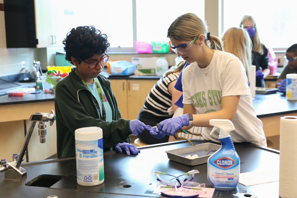 A student letting her peer open up the frog's mouth with a dissecting instrument
