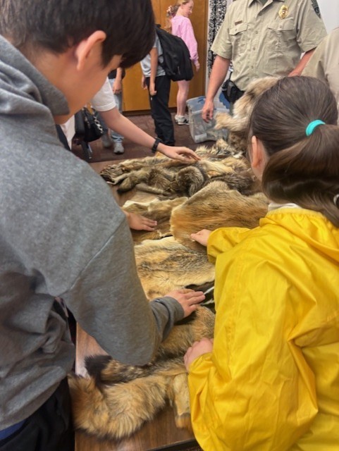 student touching animal pelt