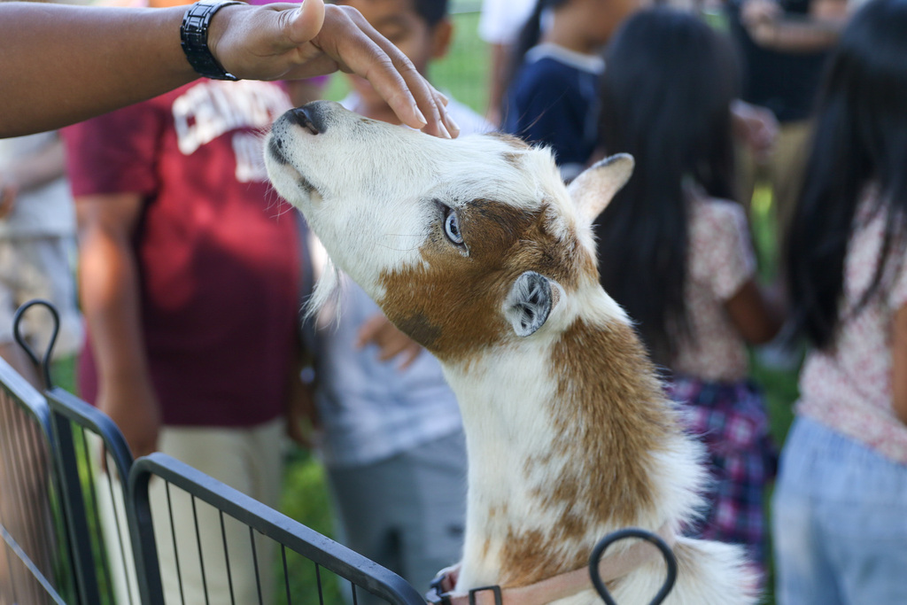 goat on it's back legs and leaning on a fence to get pets from a parent