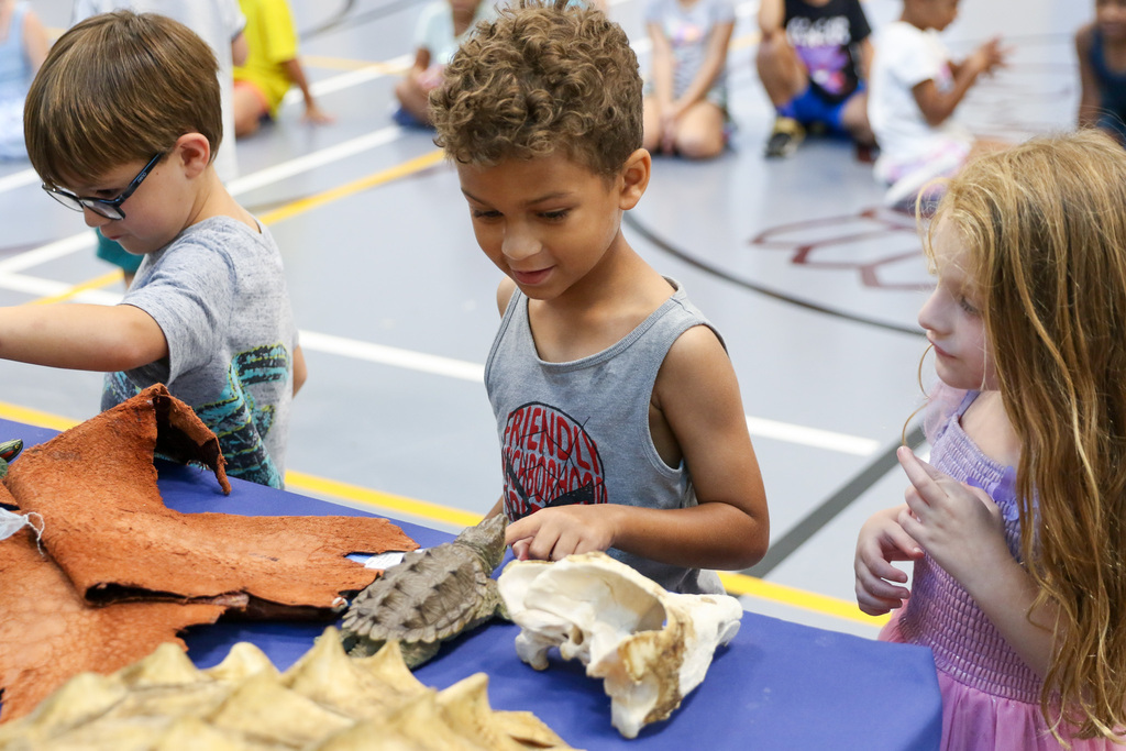 Boy petting reptile skins and skeletons on a table
