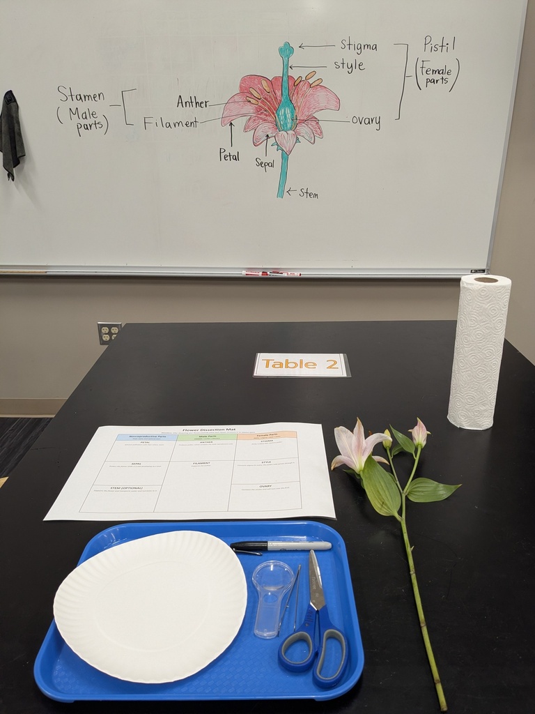 whiteboard drawing of the parts of a flower