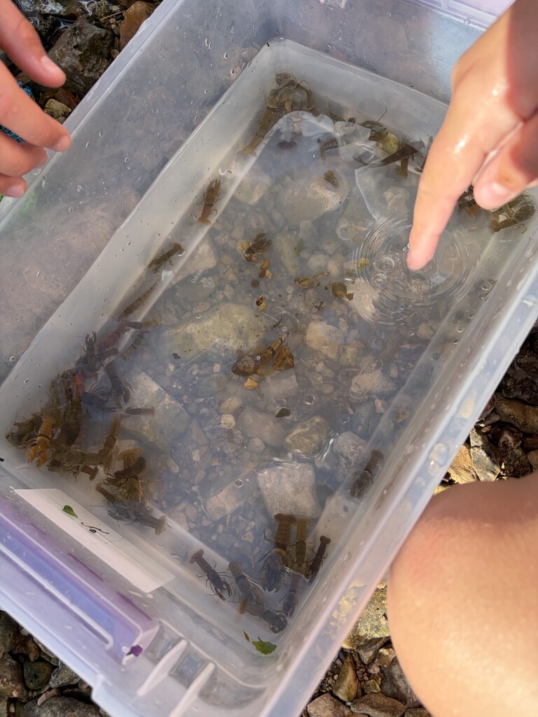 water study organisms in a container