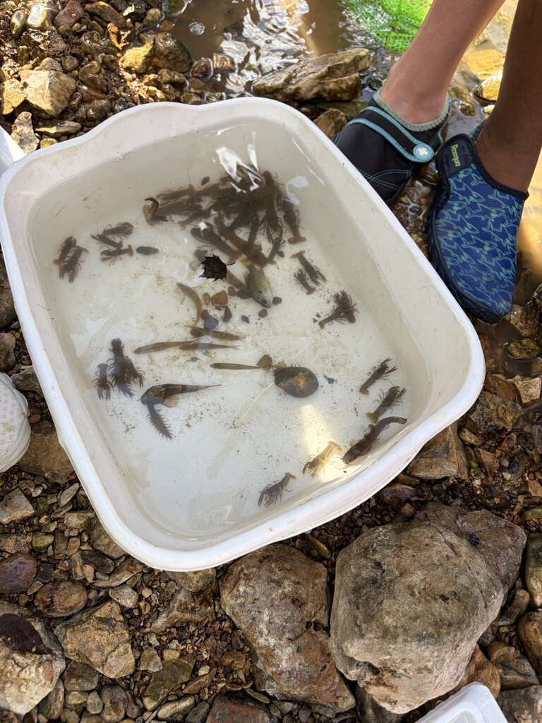 water study organisms inside a container